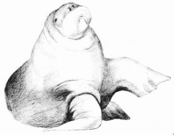 海象的素描画法步骤05