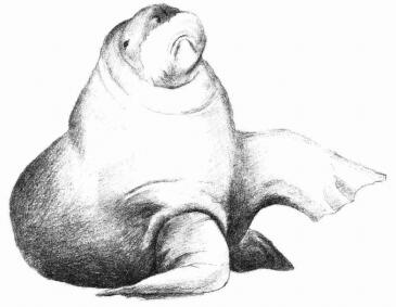 海象的素描画法步骤06
