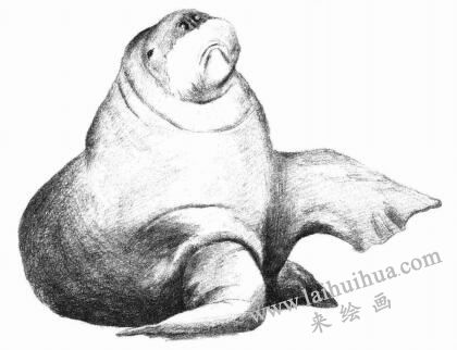 海象的素描画法步骤07