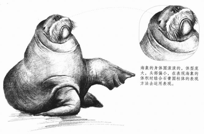 海象的素描画法