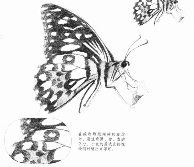蝴蝶的素描画法