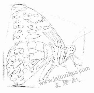 蝴蝶的素描画法步骤02