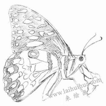 蝴蝶的素描画法步骤03