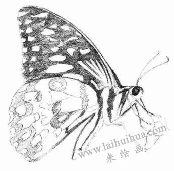 蝴蝶的素描画法步骤04