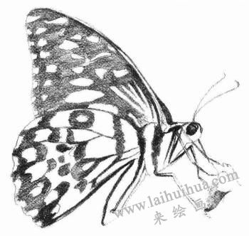 蝴蝶的素描画法步骤05