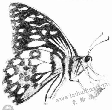 蝴蝶素描画