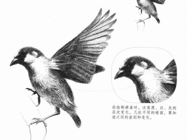 麻雀的素描画法