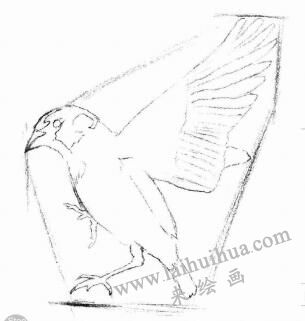麻雀的素描画法步骤02