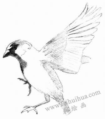 麻雀的素描画法步骤03