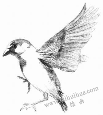 麻雀的素描画法步骤04：绘制翅膀