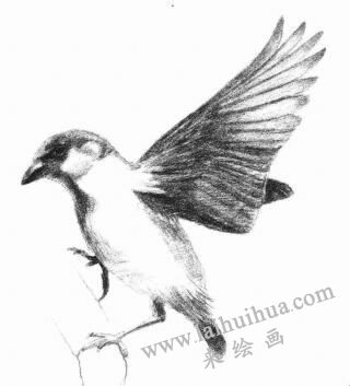 麻雀的素描画法步骤06