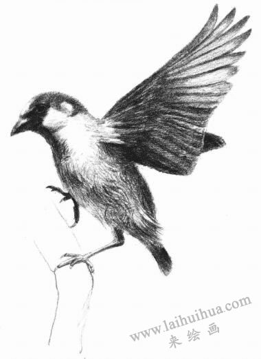 麻雀素描画