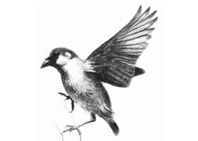 麻雀的素描画法