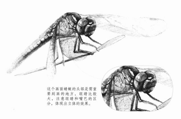 蜻蜓的素描画法