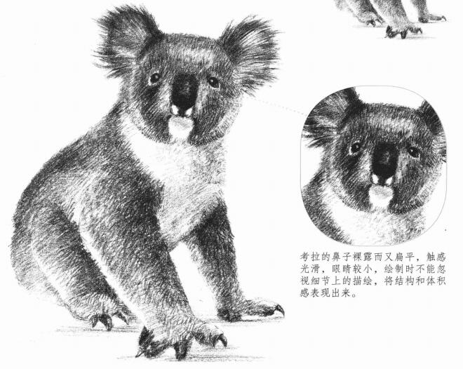 考拉的素描画法