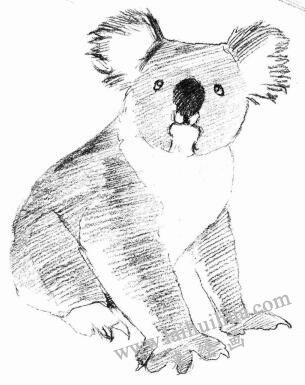 考拉的素描画法步骤03