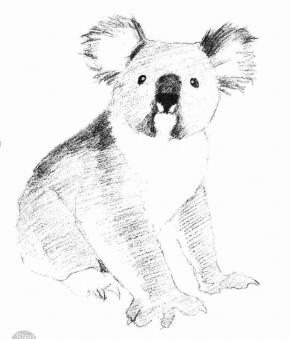 考拉的素描画法步骤04