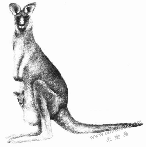 袋鼠素描画