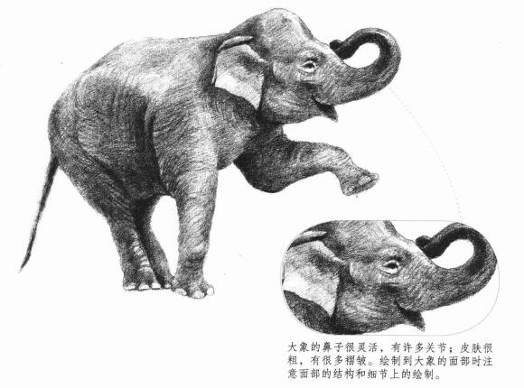 大象的素描画法