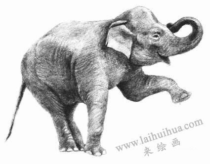 大象素描画