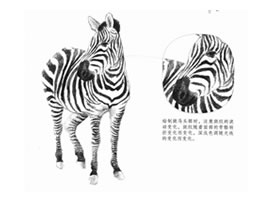 斑马的素描画法