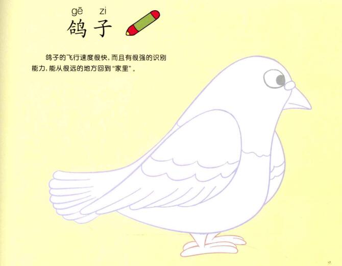 鸽子儿童画