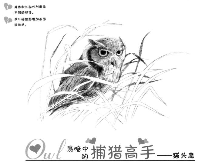 猫头鹰素描画法