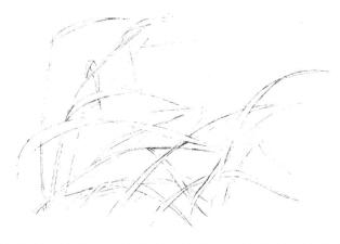 猫头鹰素描画线稿画法步骤02