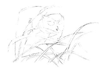 猫头鹰素描画线稿画法步骤03