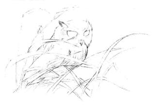 猫头鹰素描画线稿画法步骤04