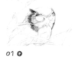 猫头鹰素描铺大色画法步骤01
