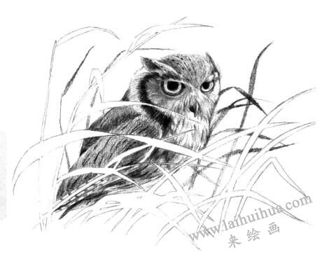 猫头鹰素描画法