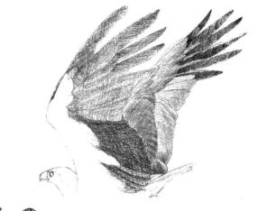 海雕素描铺大色画法步骤03