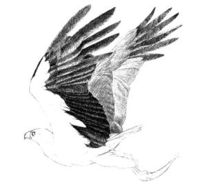 海雕素描铺大色画法步骤04