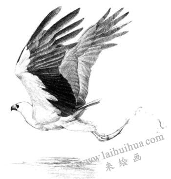 海雕素描画法