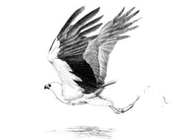 海雕素描画法