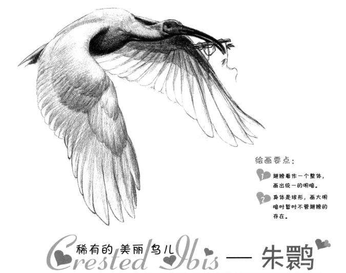 朱鹮素描画法