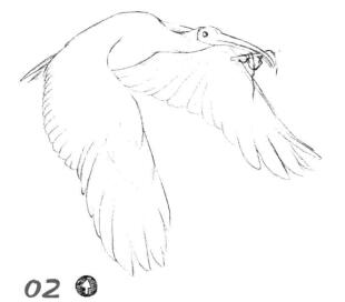 朱鹮素描画线稿画法步骤02