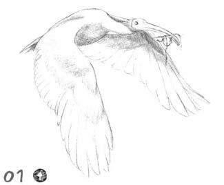 朱鹮素描铺大色画法步骤01