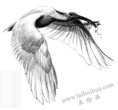 朱鹮素描画