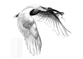 朱鹮素描画法