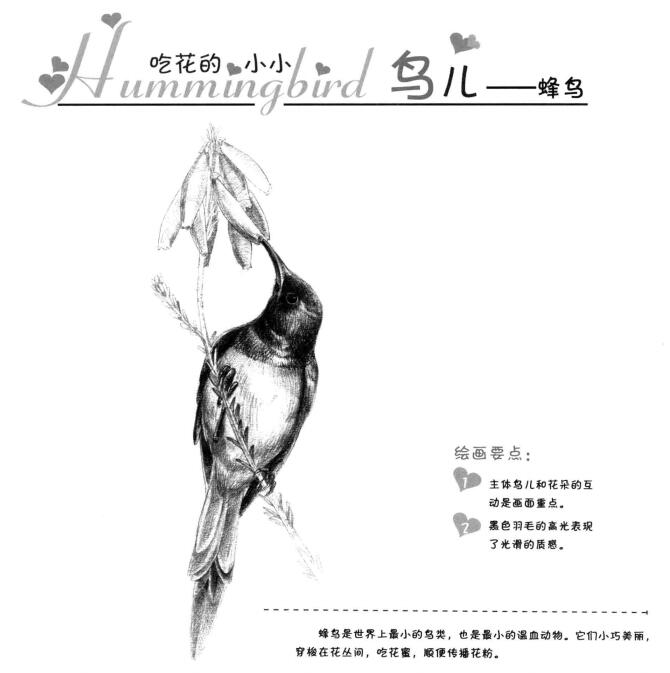蜂鸟的素描画法