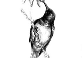 蜂鸟的素描画法