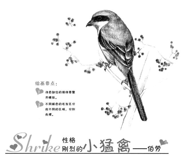 伯劳的素描画法