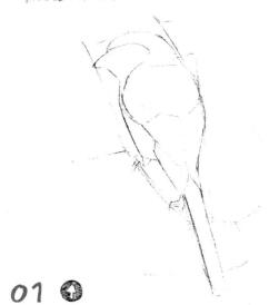 伯劳的素描画线稿画法步骤01