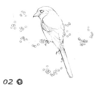 伯劳的素描画线稿画法步骤02