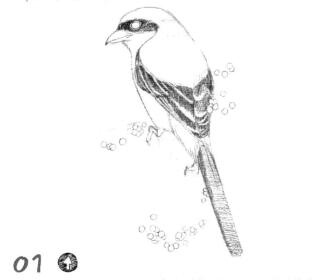 伯劳的素描铺大色画法步骤01