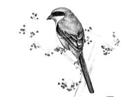 伯劳的素描画法