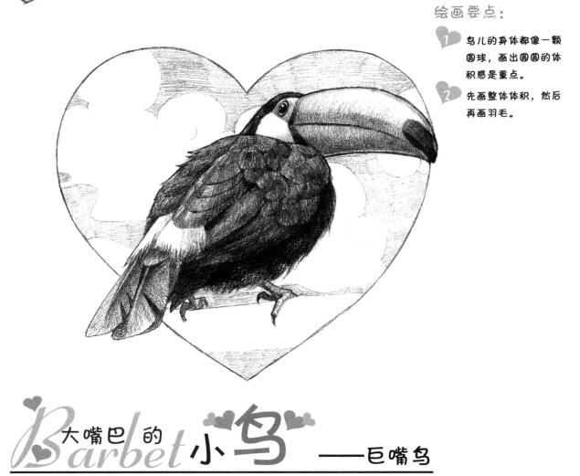 巨嘴鸟的素描画法