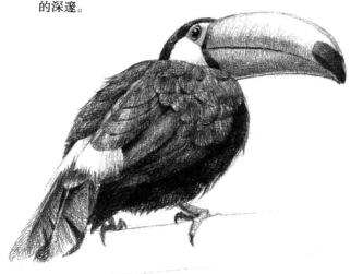 巨嘴鸟的素描铺大色画法步骤08